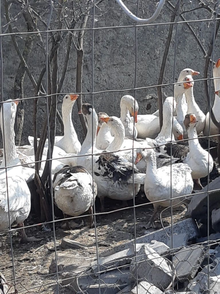 Gâște crescute în aer liber de vânzare la preț de 120 lei.