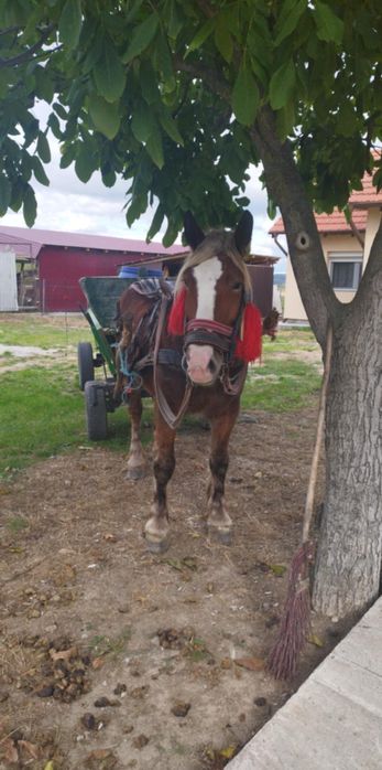 Vând iapă de 5 ani