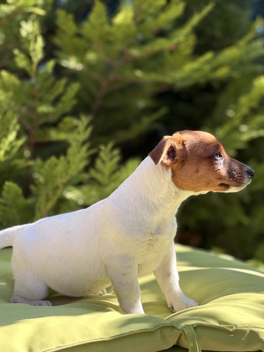 Джак ръсел териер