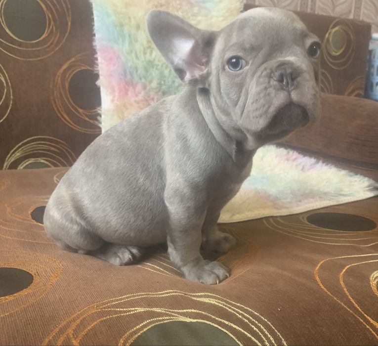 Малки френски булдочета