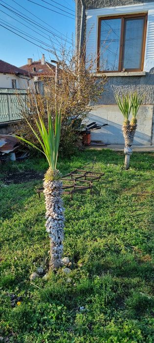 Палма Юка Глориоса