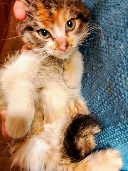 Две трицветни котета търсят своя добър и грижовен осиновител