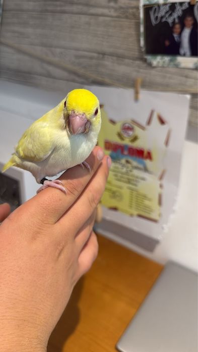 Papagal forpus coelestis cremino