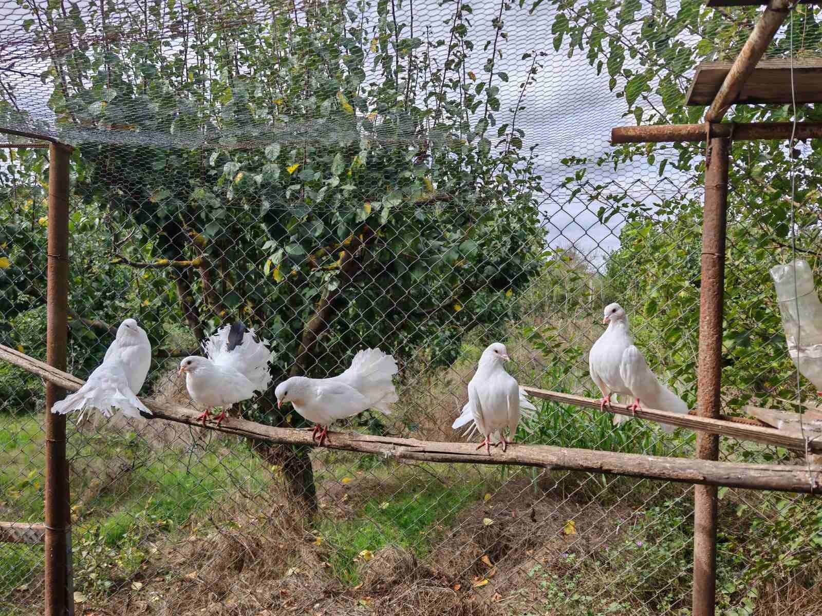 Гълъб бял индийски паунов