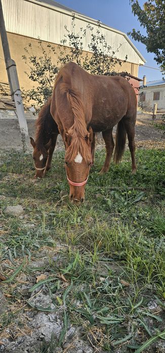 Ona bola ot sotiladi bolasi erkakcha