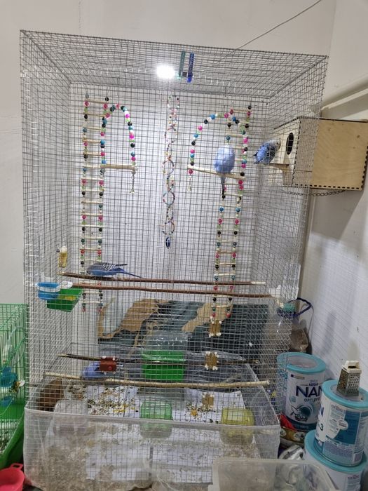 Волнистые  попугаи