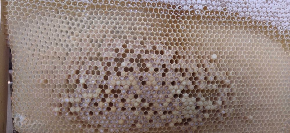 Polen uscat, Polen crud , Pastura , Propolis Apilarnil alte produse