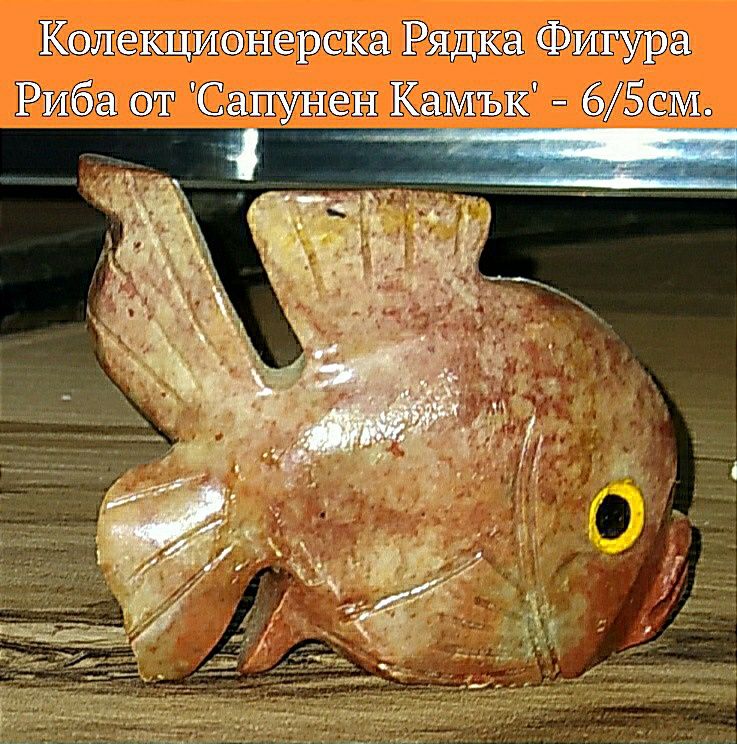 Уникални Раковини и Сувенири ("Кипрея Тигрис")