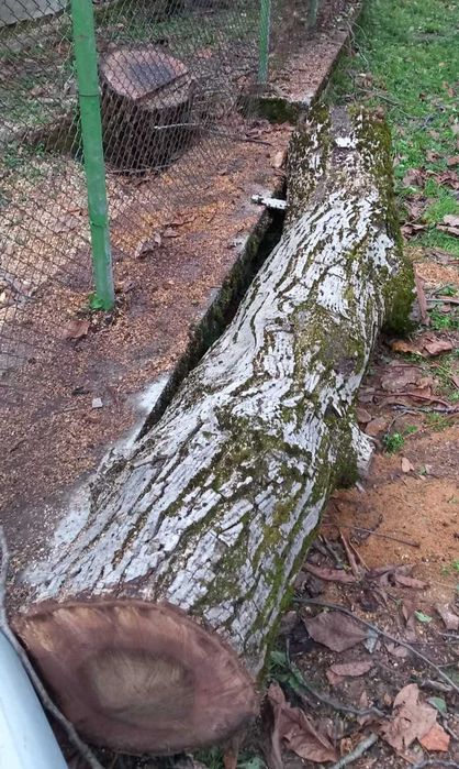 Продавам ствол от орех – висококачествен суров дървен материал