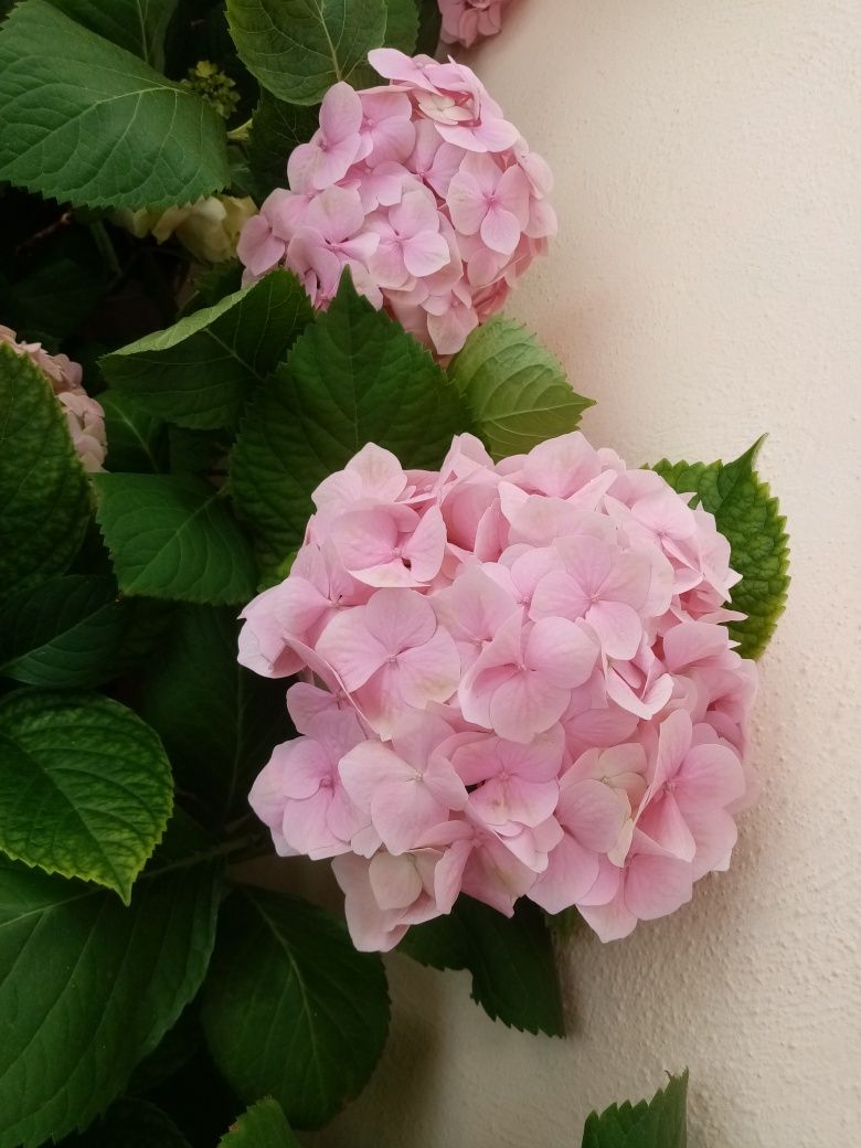 Hortensie roz/ Hydrangea la ghiveci