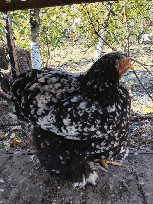 Gaini si pui Cochinchina urias negru bobat