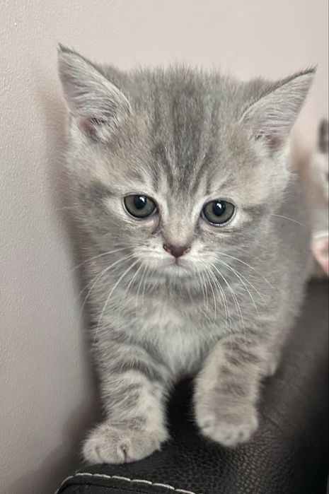 Британска котка . Момиченце на 50 дни