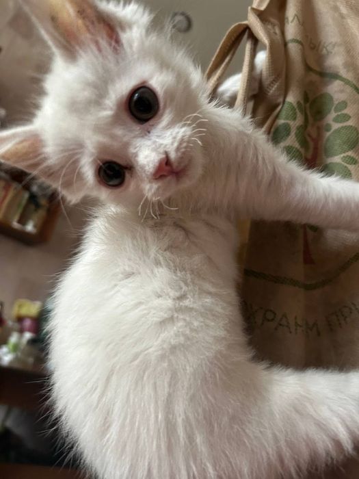 Отдам котёнка в добрые руки