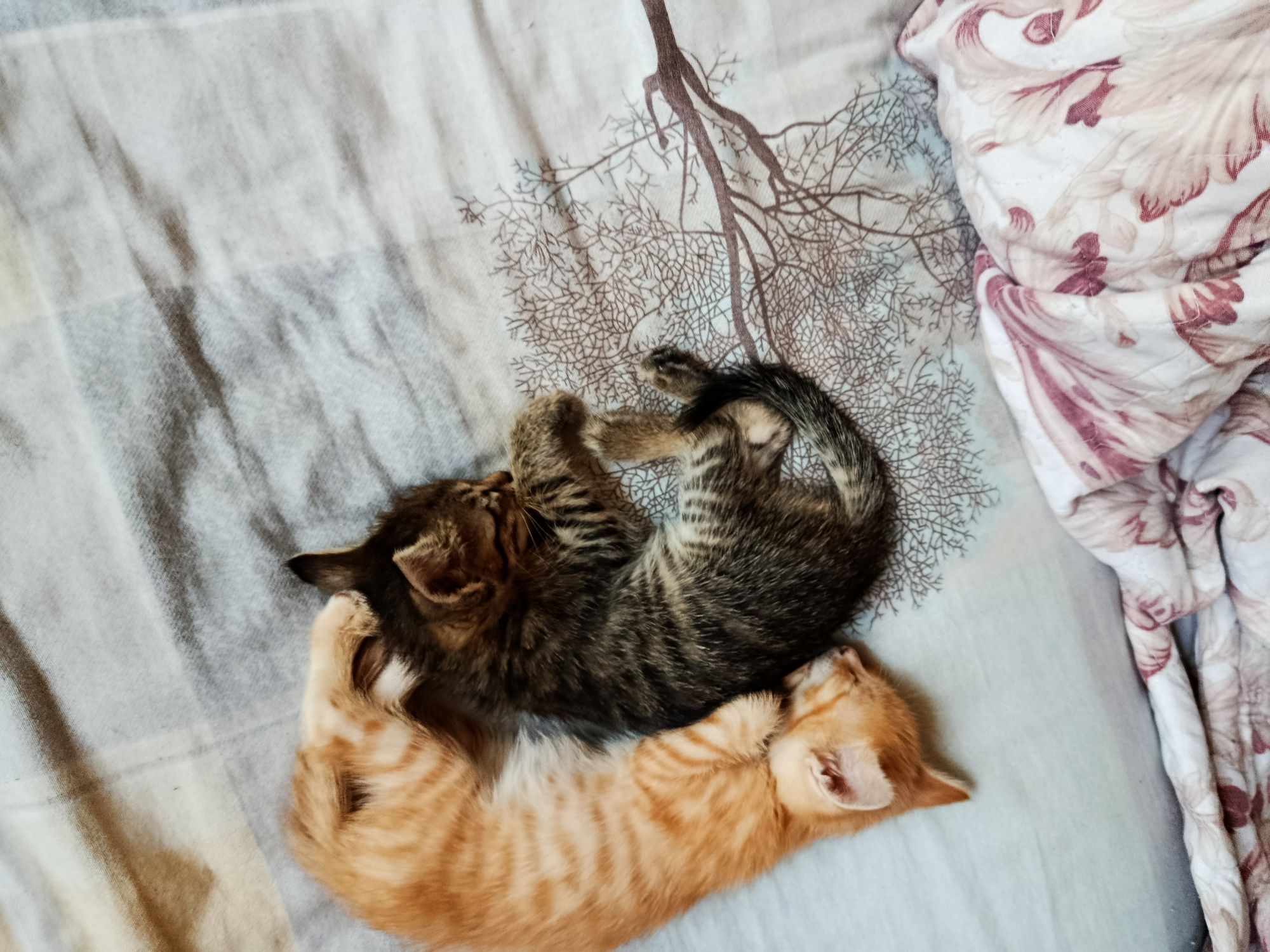 Hadyaga. Bepul. Oddiy uy mushugi 1 oylik