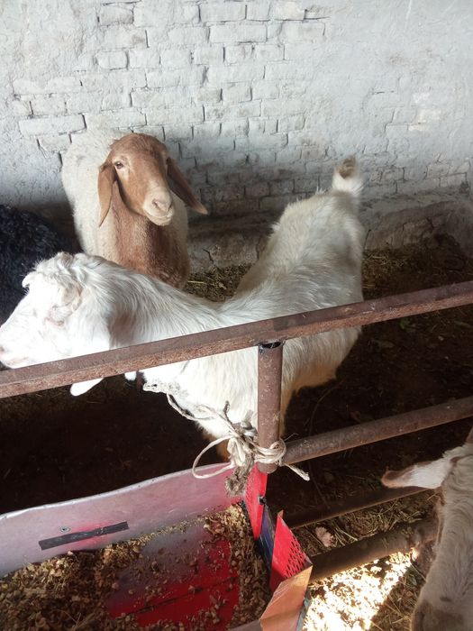 Echki sotiladi kelishilgan arzon narxlarda