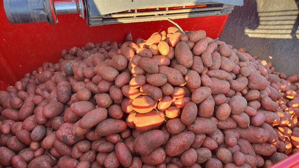 Cartofi de samanta Esmee import Elita 2024