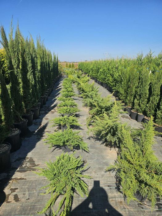 Transport Național și Plantare | Tuia, Tei, Frasini Ornamentali