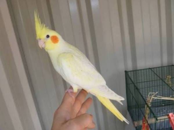 Ручные выкормыши кореллы. Выкармливали проф кашей для попугаев