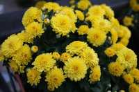 Хризантема жёлтая садовая 3л горшок мин заказ 10 шт