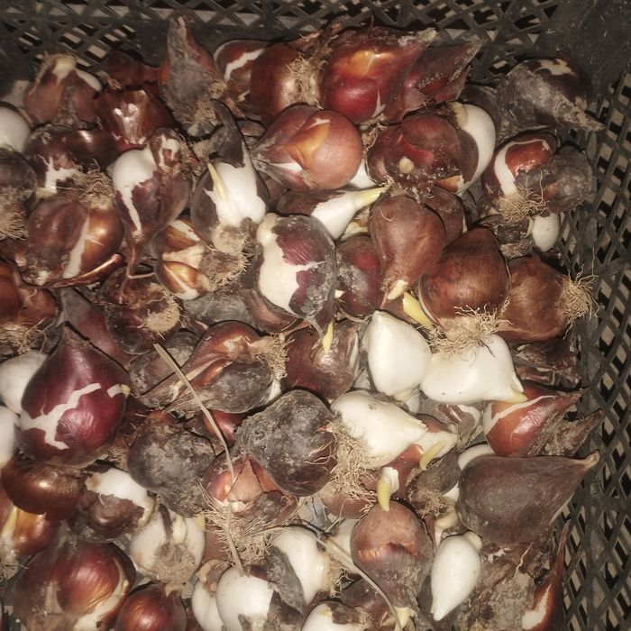 Лола пиёзи сотилади галан сорти гули котта бу́лади