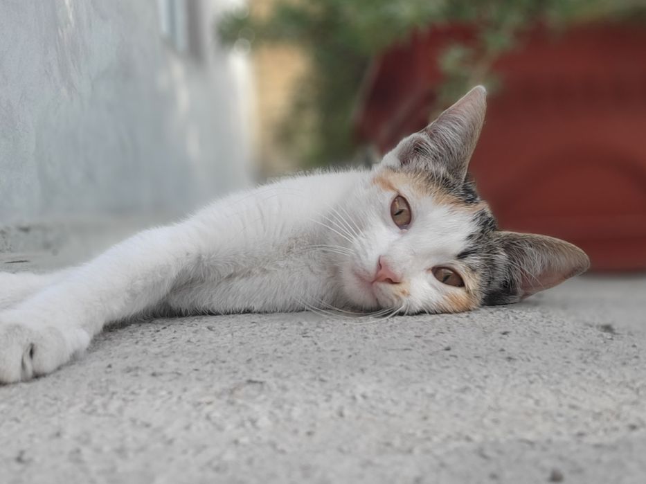Котята в ответственные руки