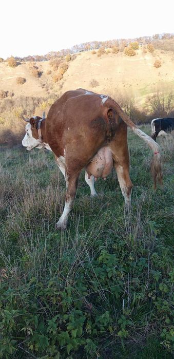 De vânzare vaca de 4 ani cu 2 viței tăurasi