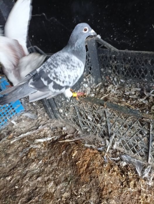 De vânzare porumbel.