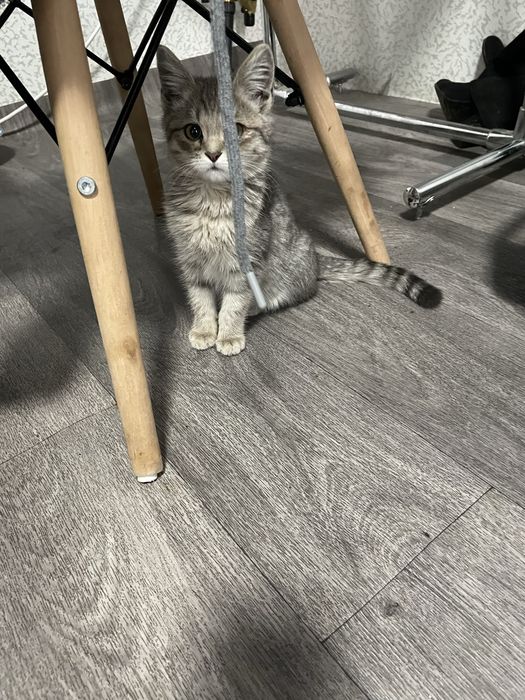 Отдам котенка в хорошие руки