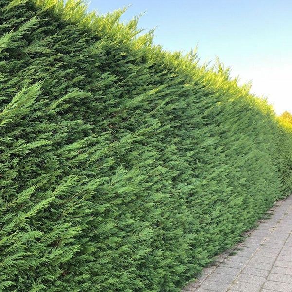 Gard viu vesnic verde, cupressocyparis leylandii,chiparos, verde auriu