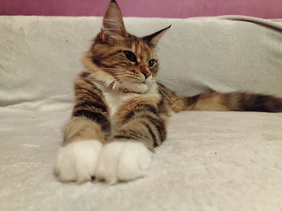 Fetița Maine Coon