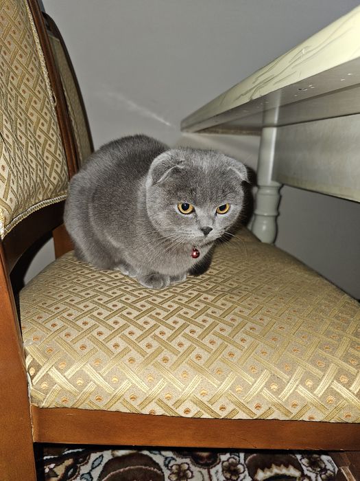 Скотиш фолд 1 йош