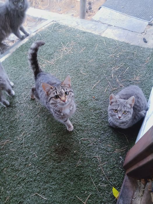 Отдам бесплатно котят в добрые руки