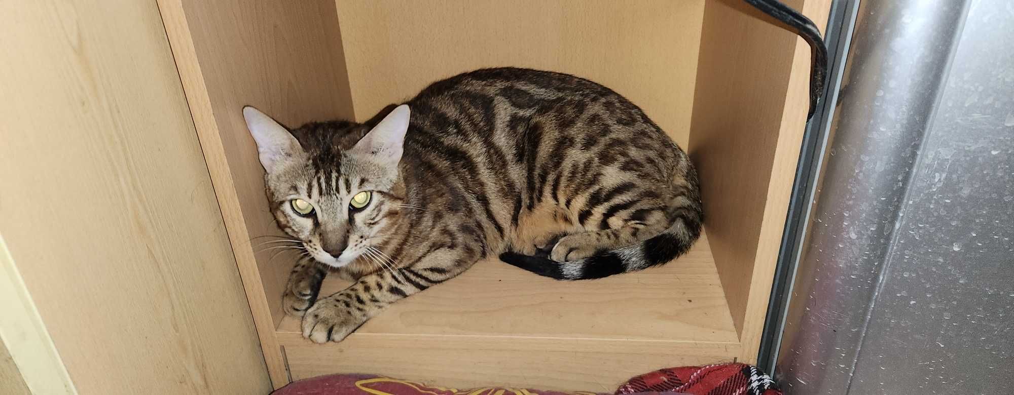 мъжко коте Бенгал