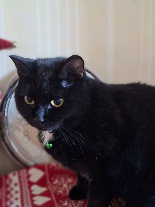 Красавица Катя ищет хозяев.