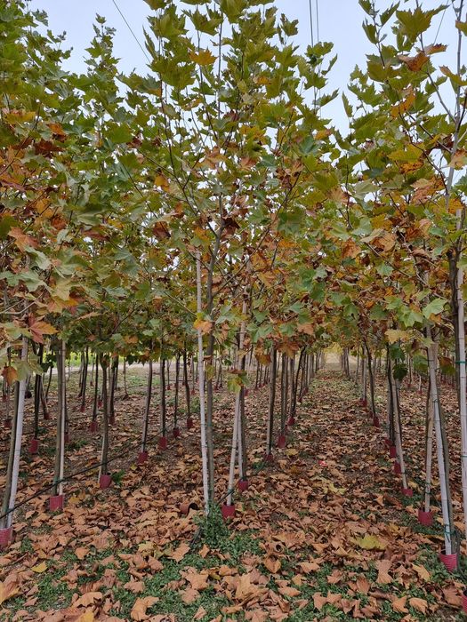 Copacii ornamentali Platani - Tei - Mestecan alb -  Artar