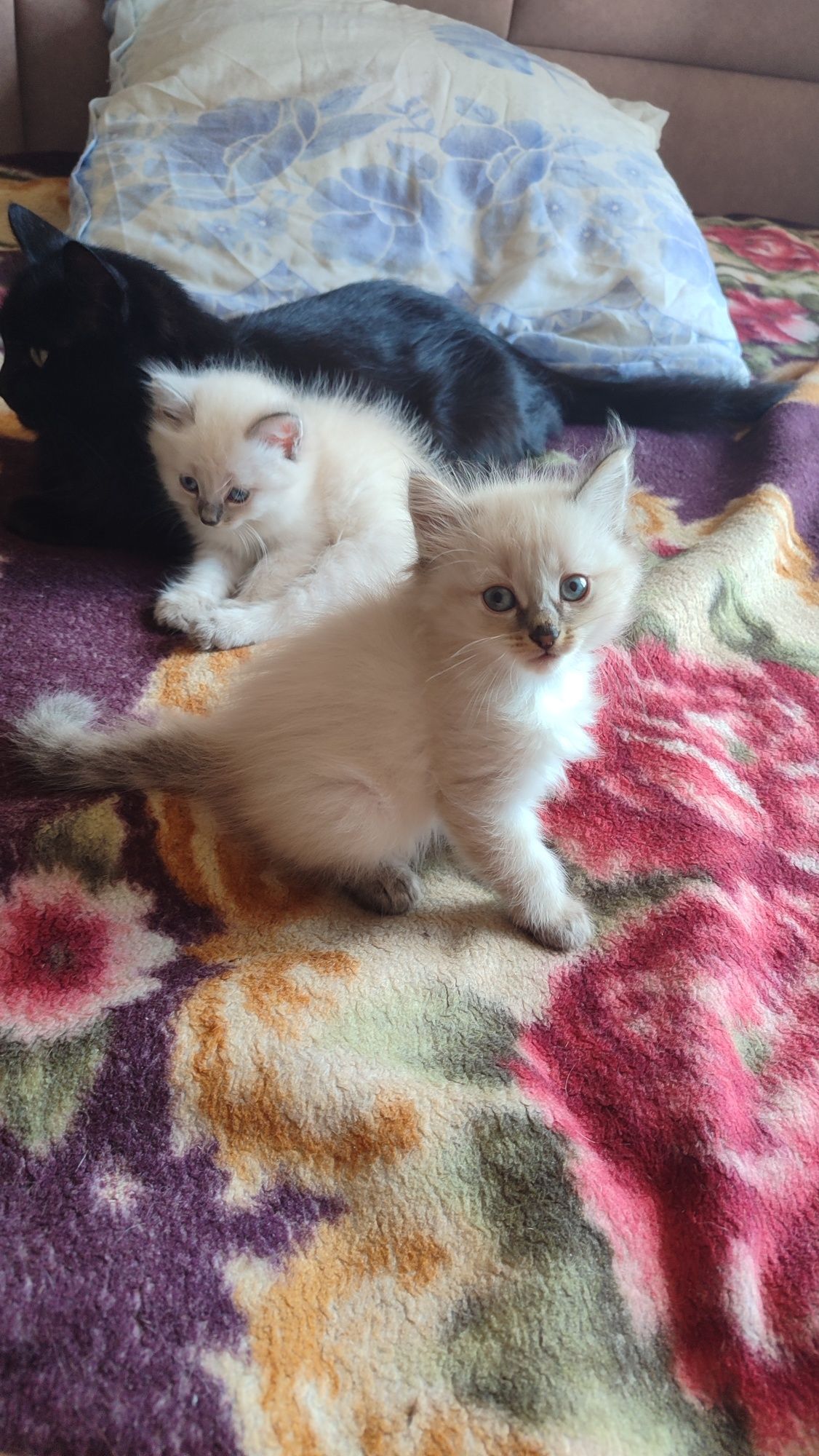 Котята  в добрые руки