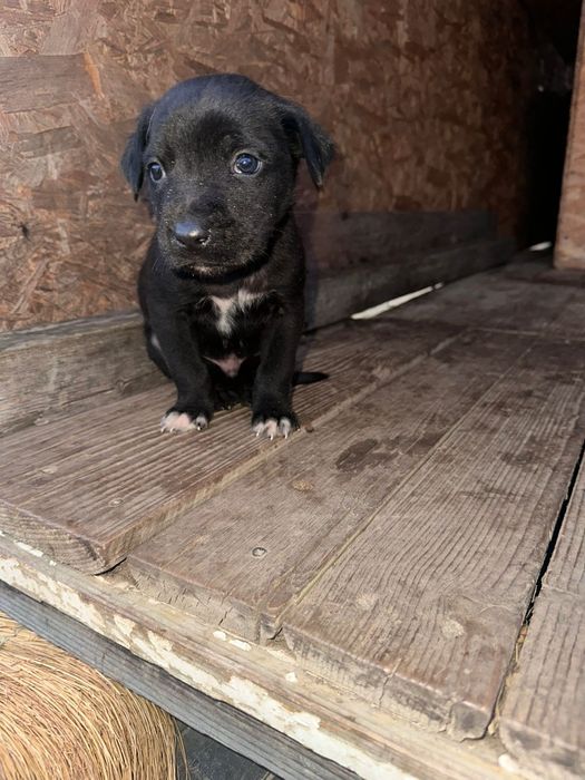Ofer spre adopție cățeluși