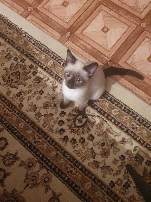 Котёнок! Девочки.