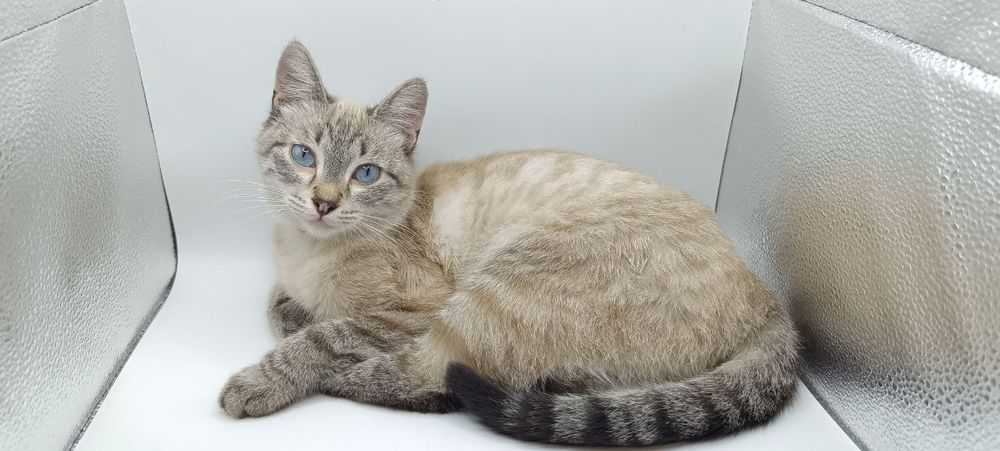 Отдам кошку в добрые руки. Стерилизованная