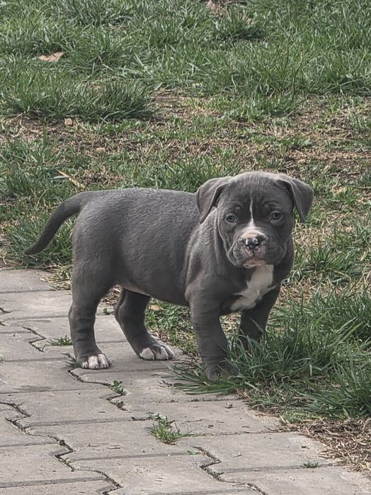 American Staffordshire Terrier