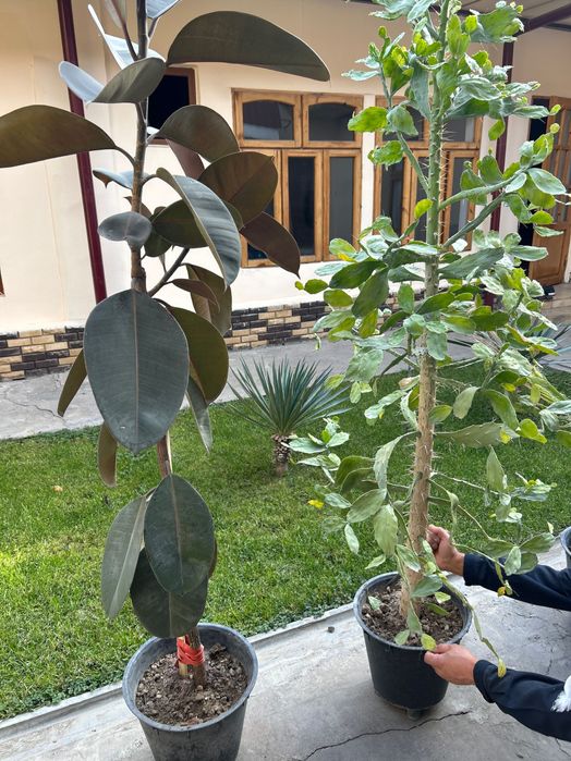 Продаются цветы домашние