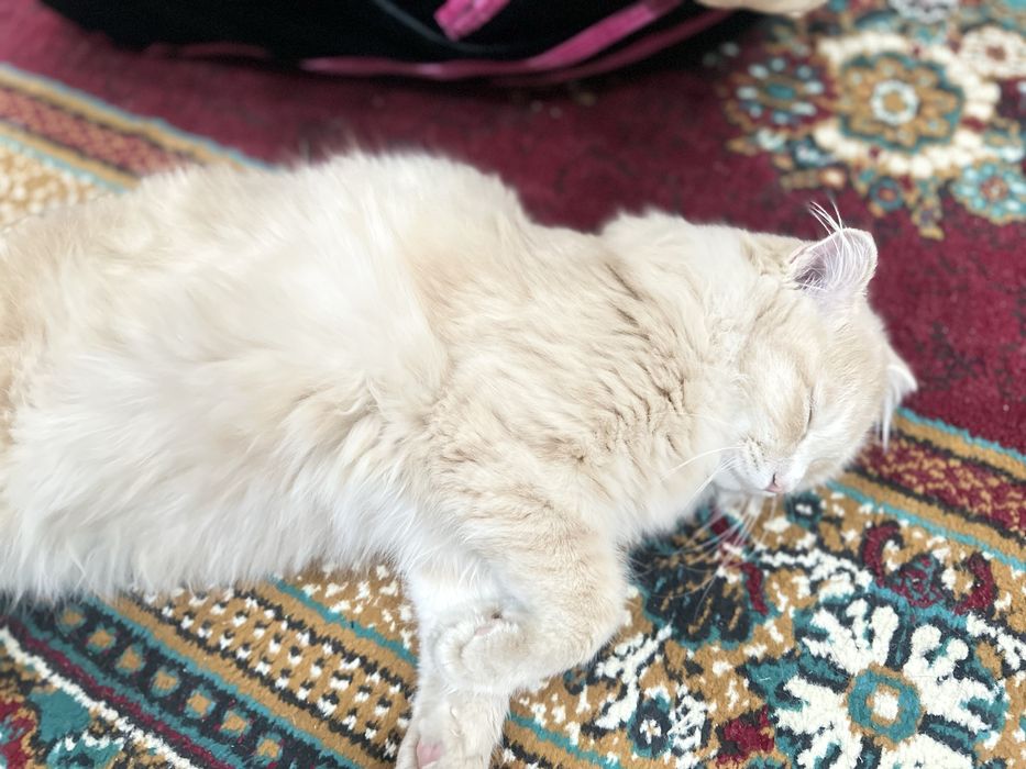 Scottish fold qiz bola 8oylik