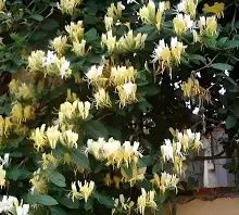 Lonicera mana Maici Domnului