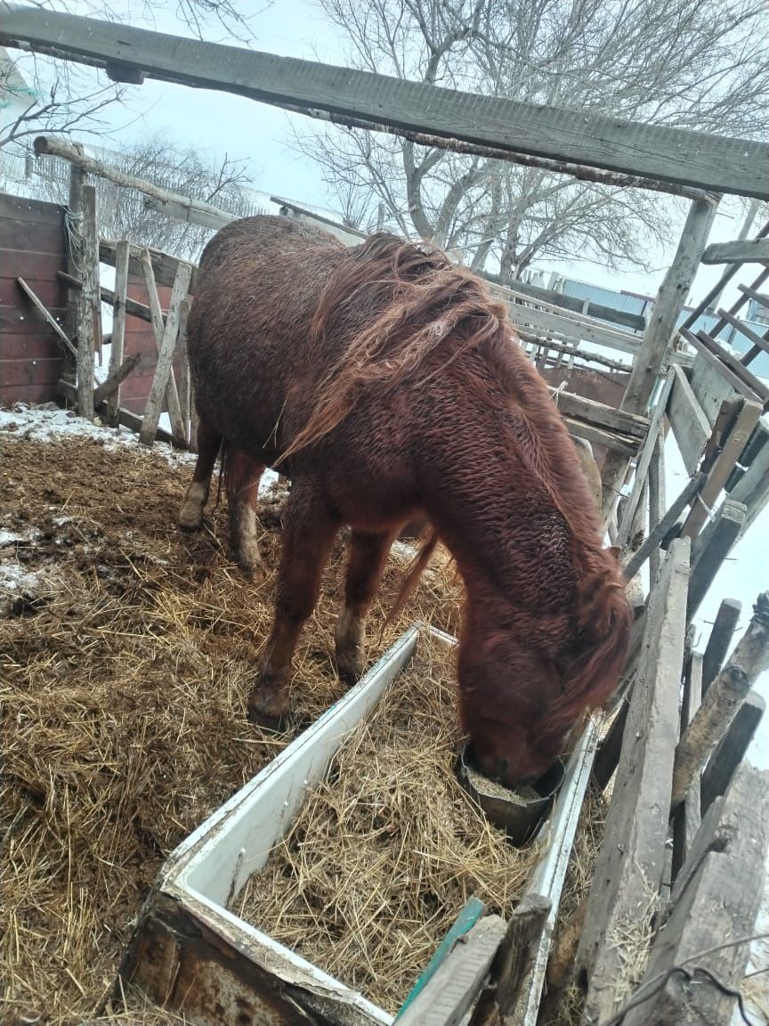 Продам коня , в круг обученный, в хорошем состояние