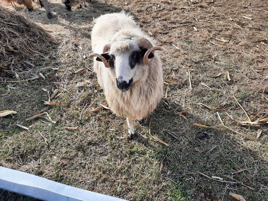 Vând 3 berbeci vârsta 1 an