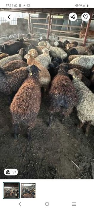 Кой токтылар сатылады