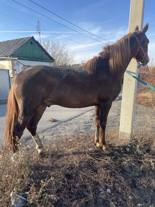 Продам жеребчика