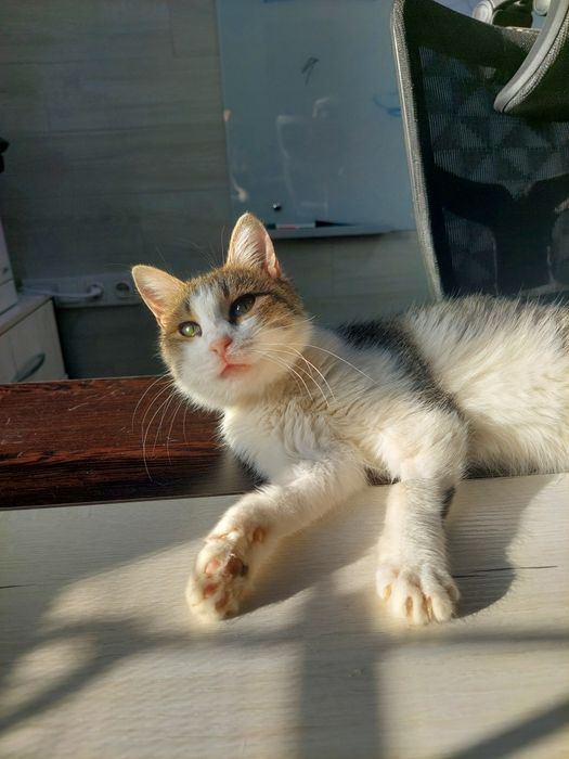 Котенок девочка ласковая