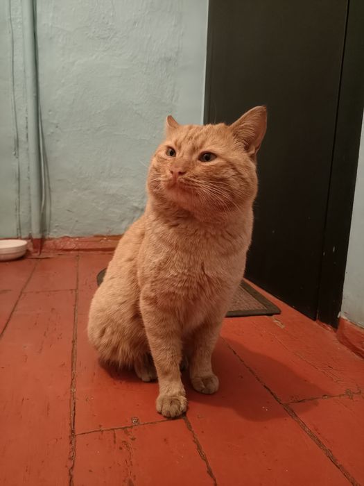 Домашние животные