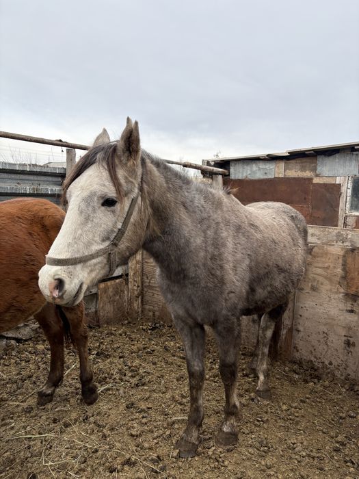 3 жасар тай.